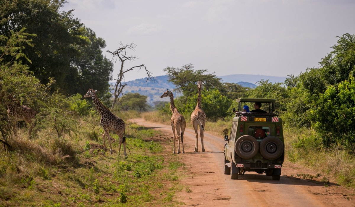 Gallery image for Wondering if Rwanda is Safe to Visit? Discover What Makes It One of Africa’s Safest Destinations