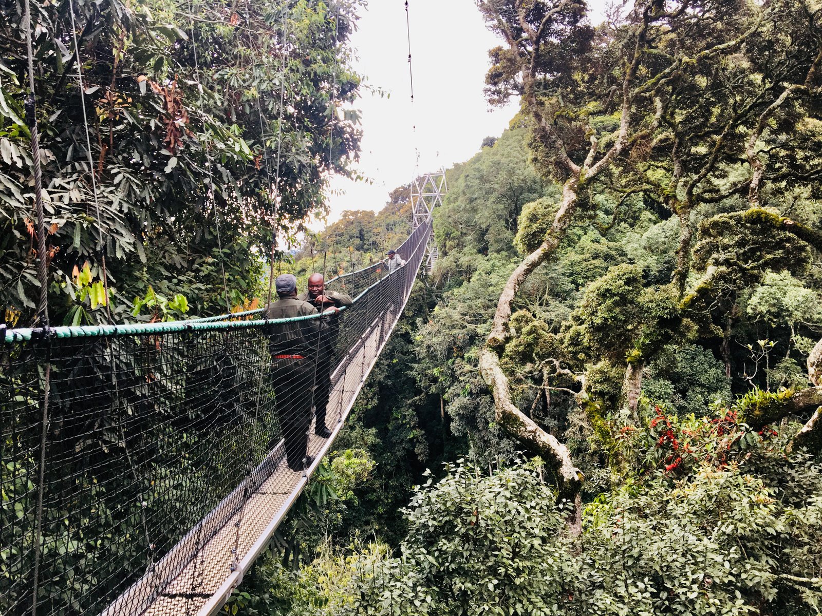 Gallery image for Wondering if Rwanda is Safe to Visit? Discover What Makes It One of Africa’s Safest Destinations