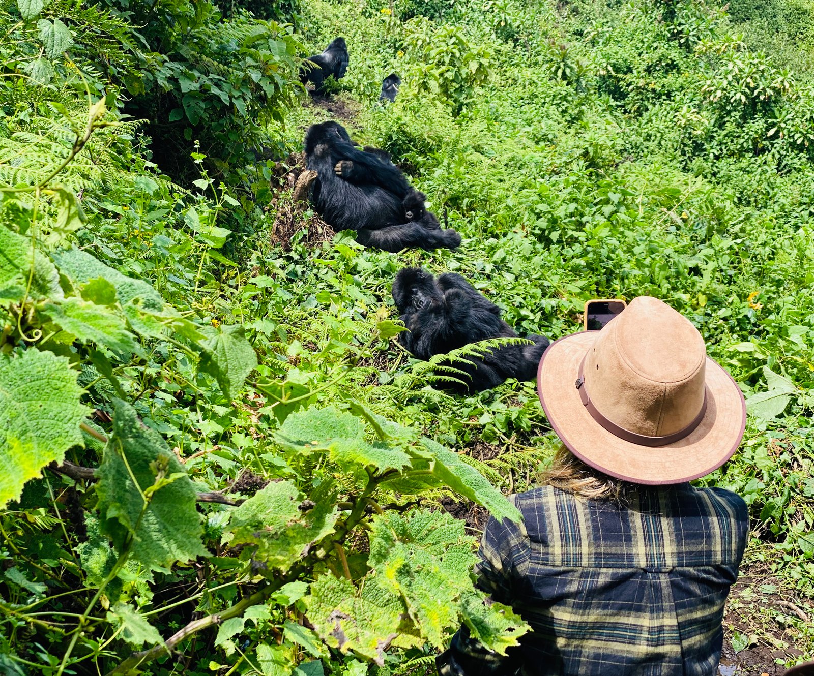 Gallery image for Is It Safe to Go Gorilla Trekking in 2026? Inside the Virunga Region of Rwanda, Uganda and Congo