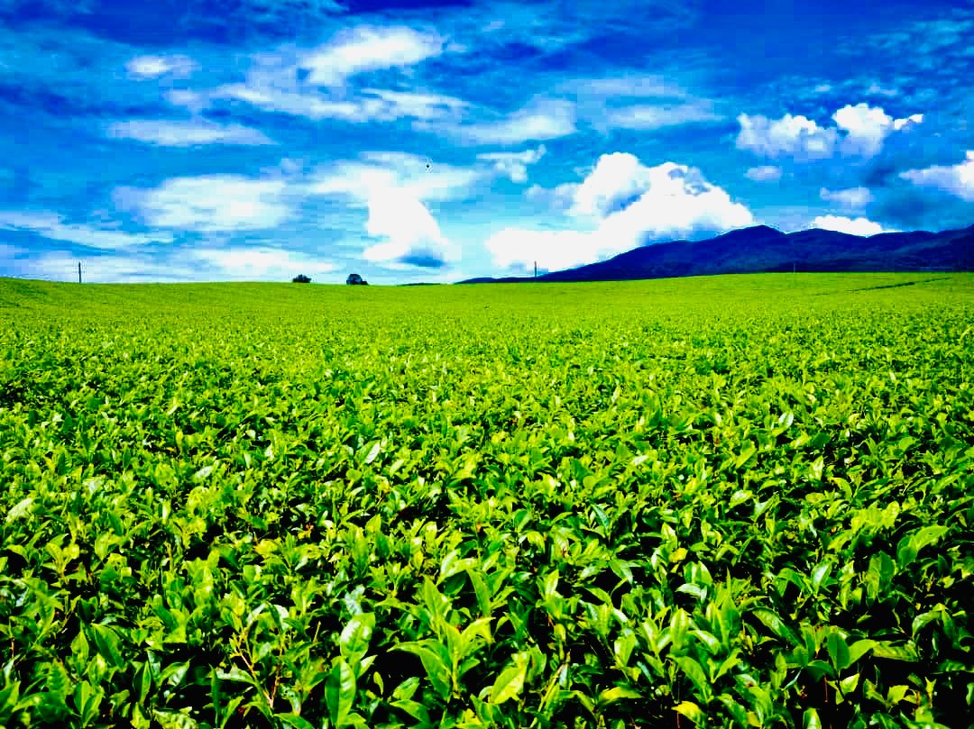 Uganda