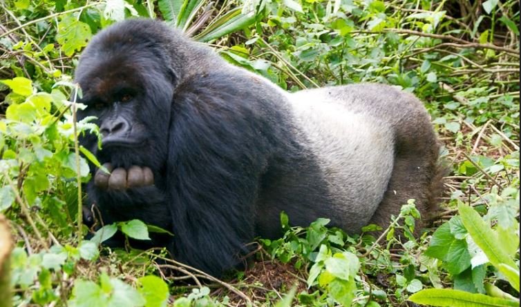 DRCongo