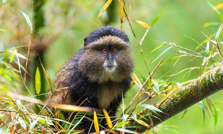 Uganda