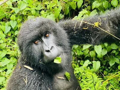 DRCongo