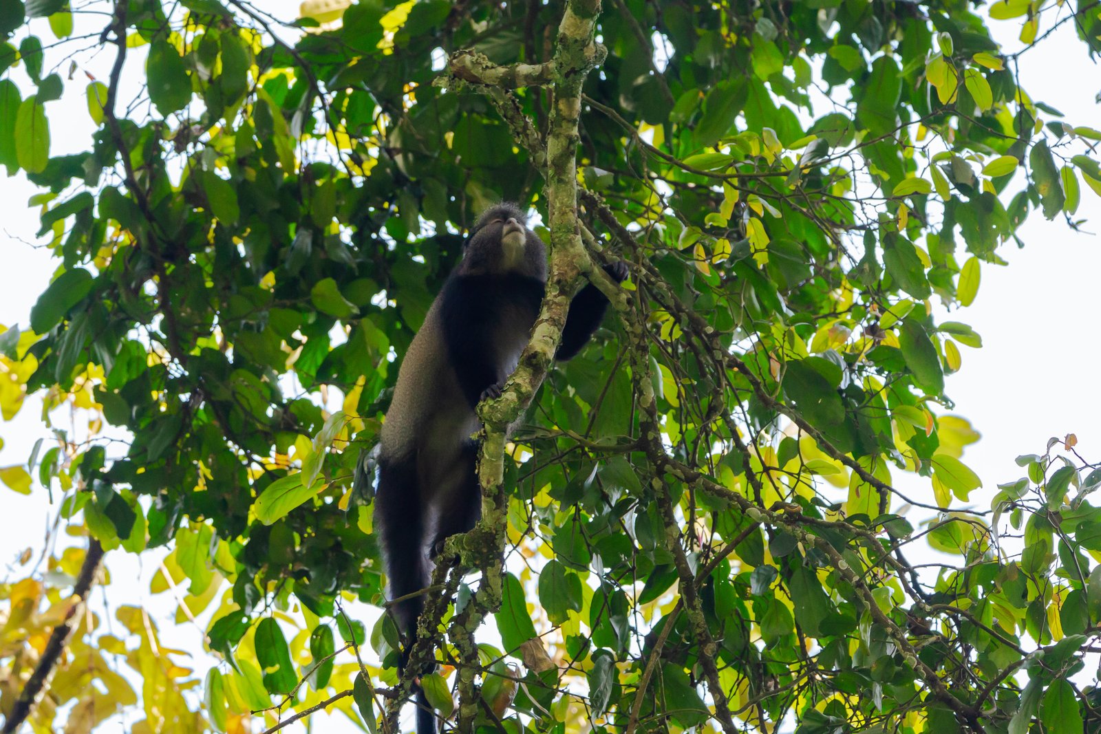 Uganda