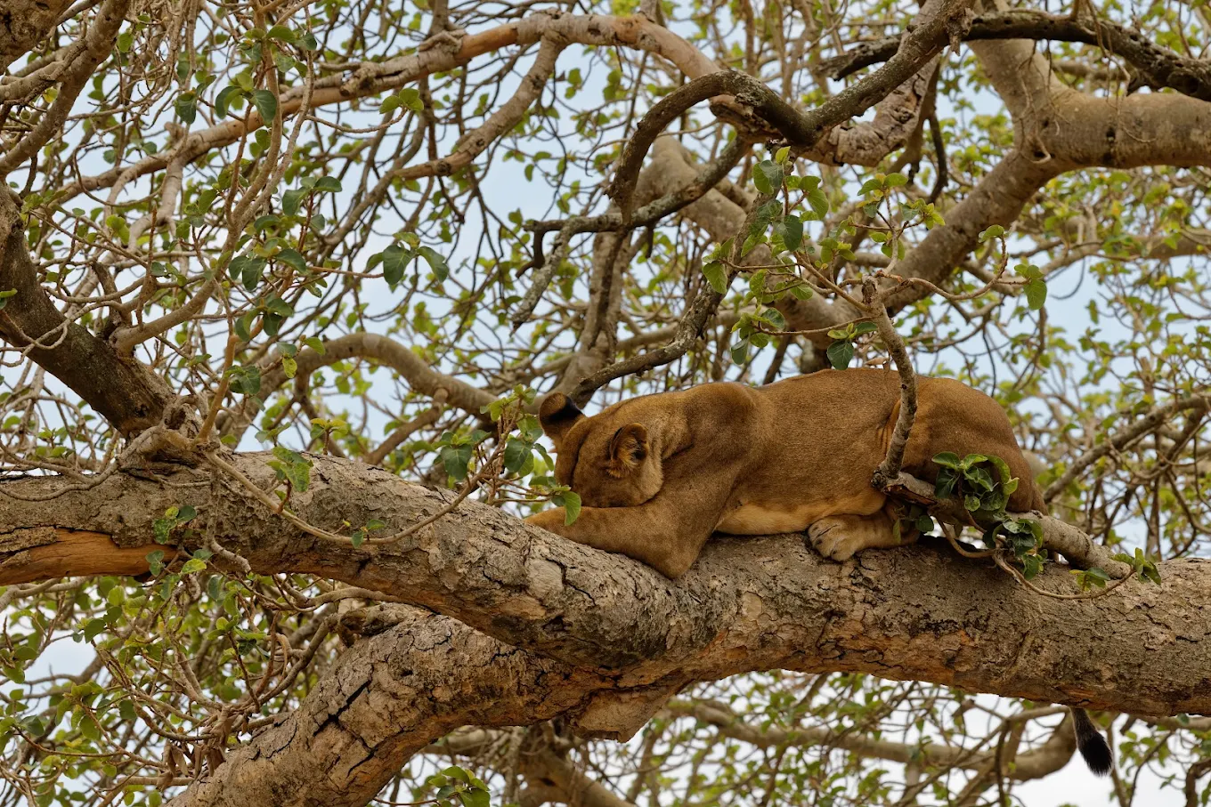 Uganda