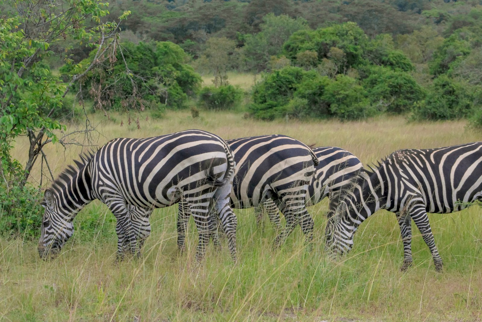 Akagera National Park