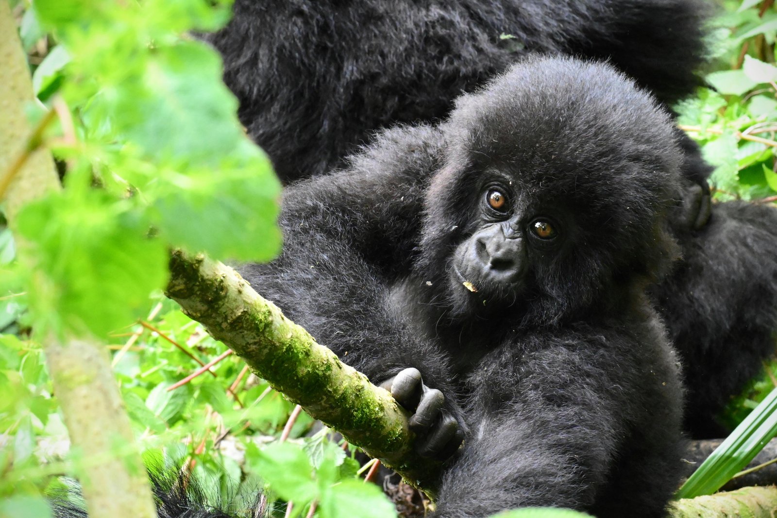 Eye to Eye with a Gorilla