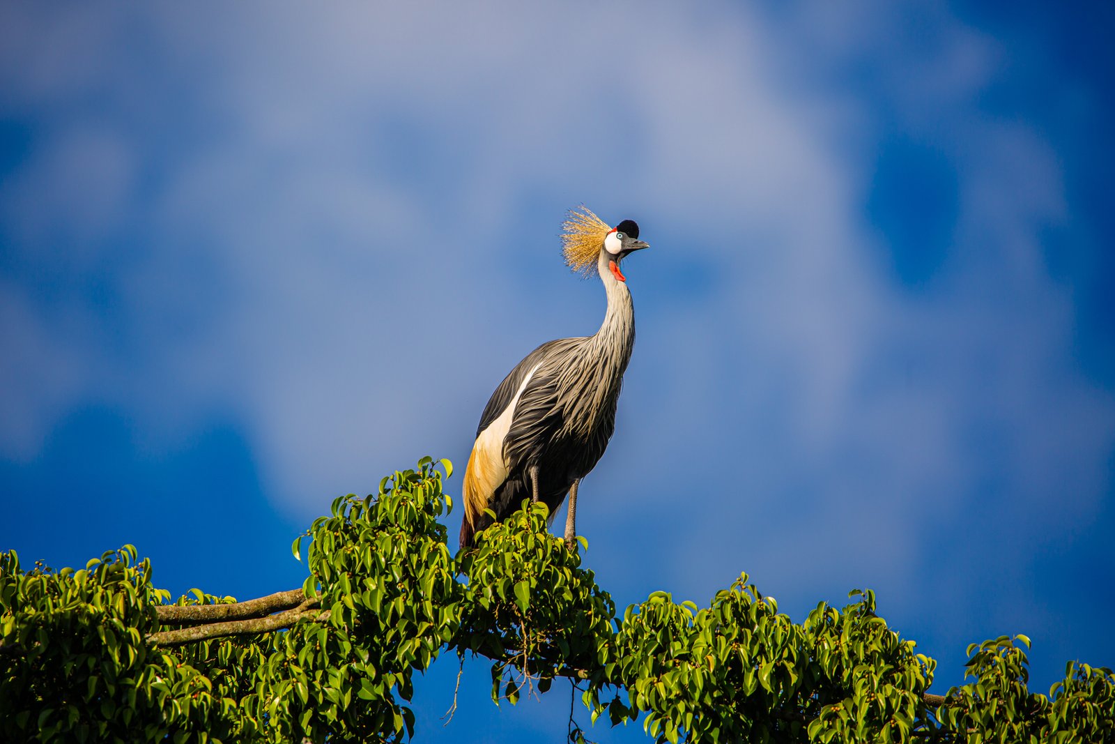Birdwatcher’s Oasis