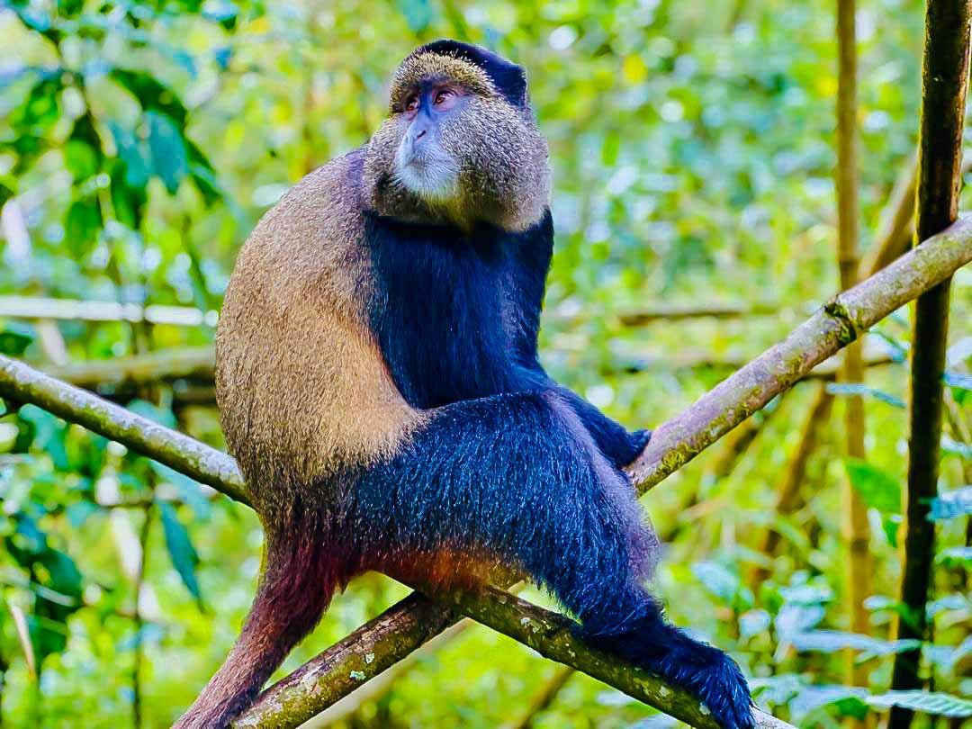 Golden Monkey