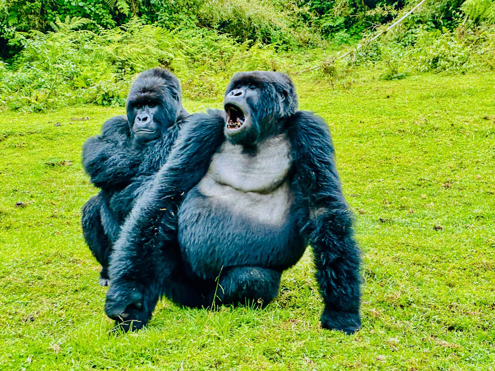 Golden Monkey Conservation