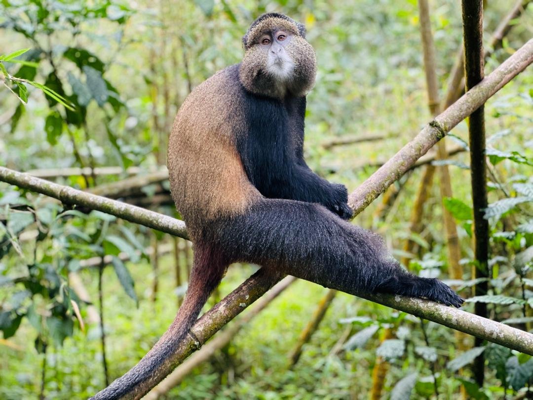Tours in Rwanda