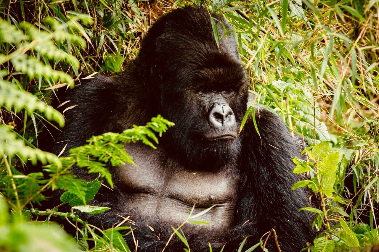 THE VIRUNGA WAY