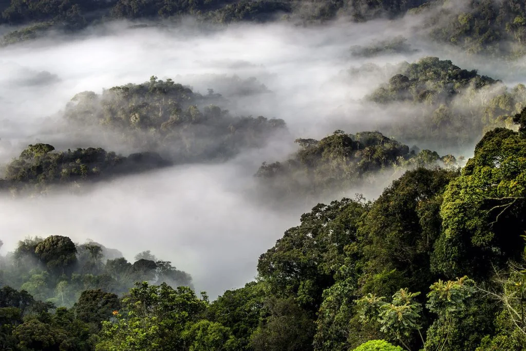4-Day Primate Safari and Canopy Adventure 
