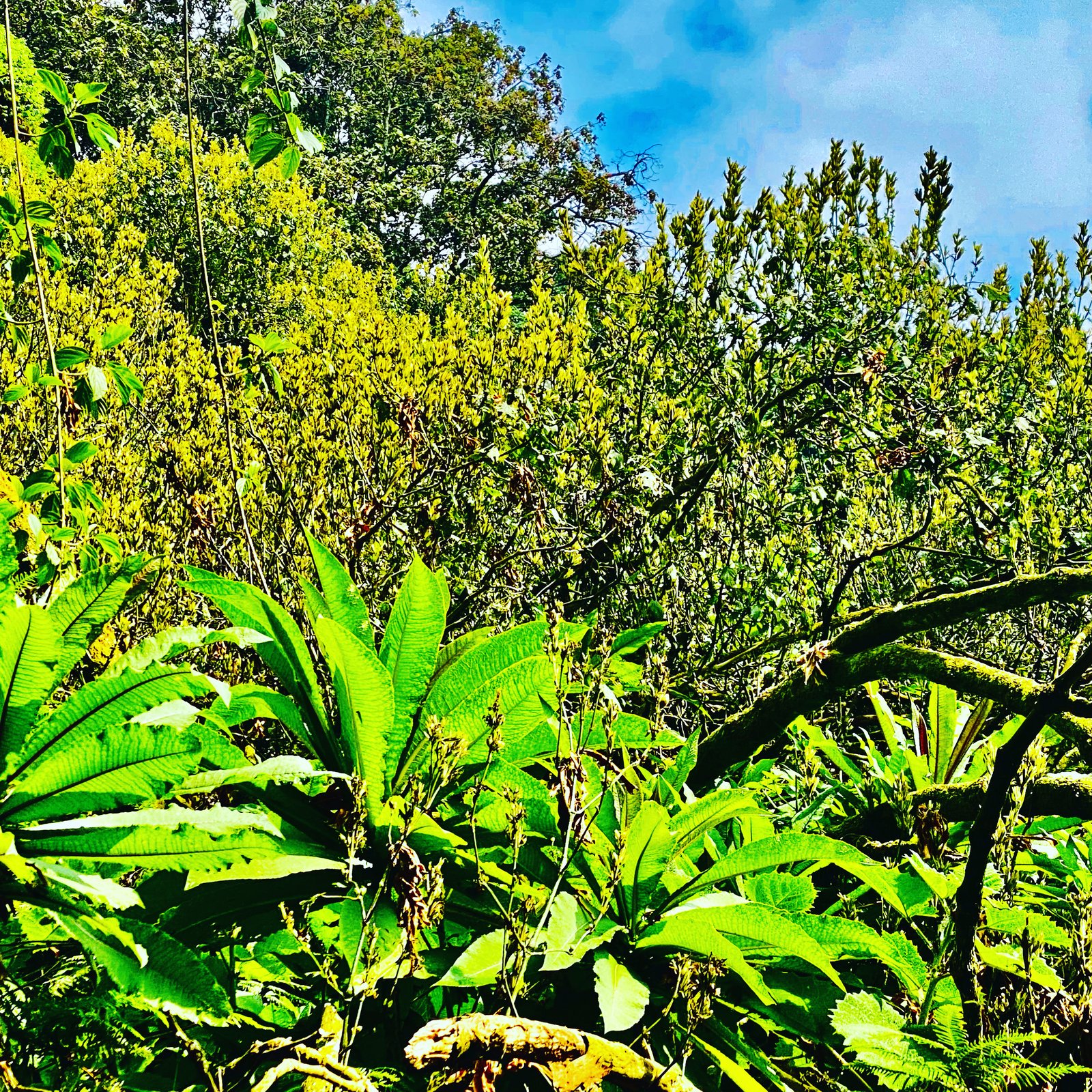 3-Day Forest Bathing and Eco-Park Escape