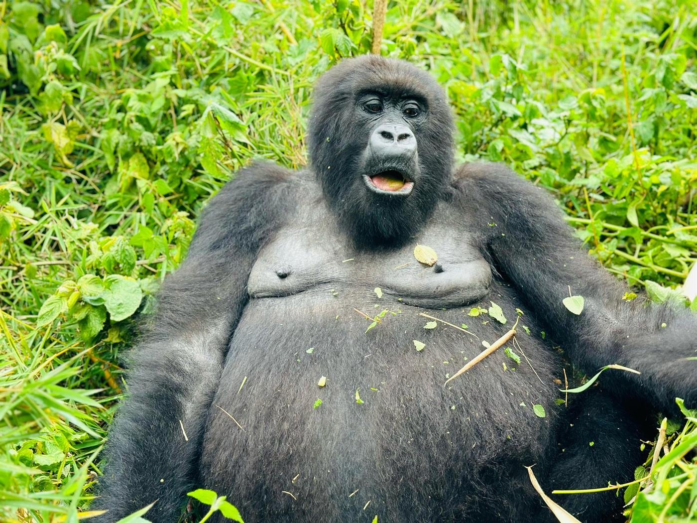 THE KAHUZI-BIEGA FOREST JOURNEY